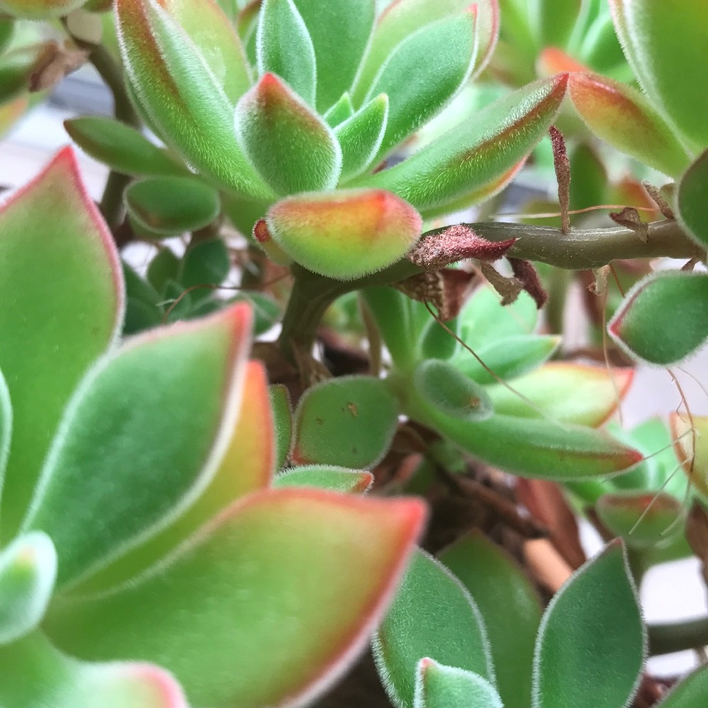 Meet your Posher, Elina